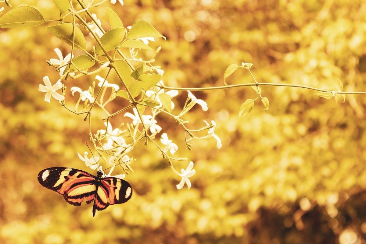 Насекомые осенью