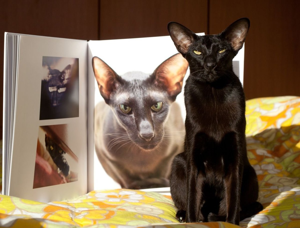 Ориентальная кошка упитанная