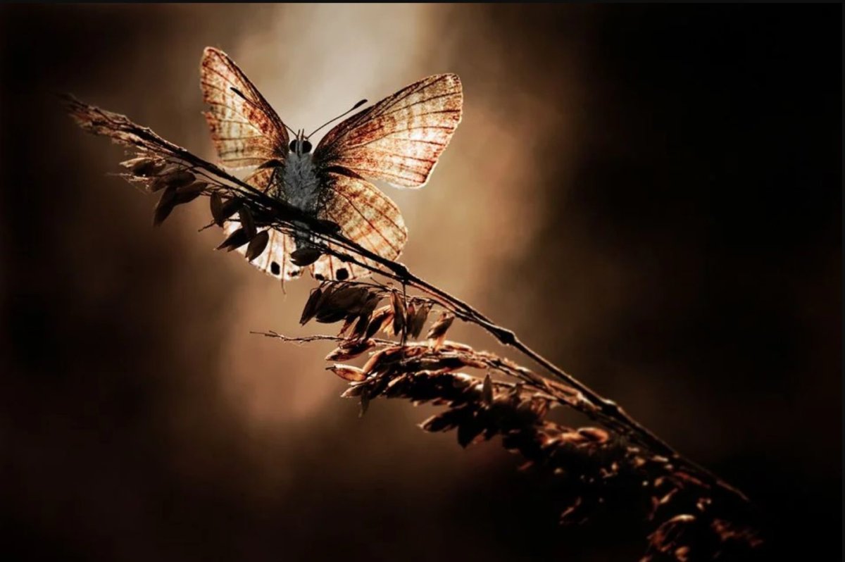 Коричнево оранжевая бабочка фото на заставку телефона