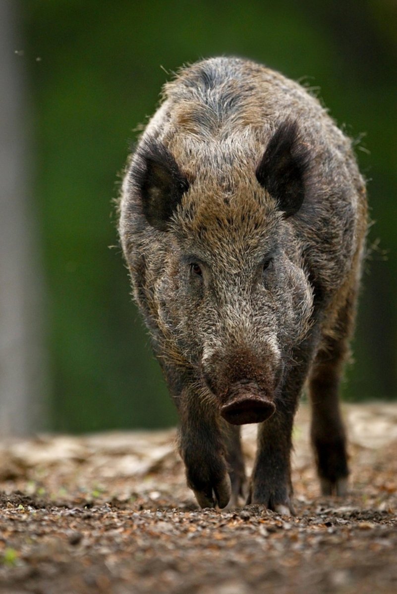 Европейский кабан