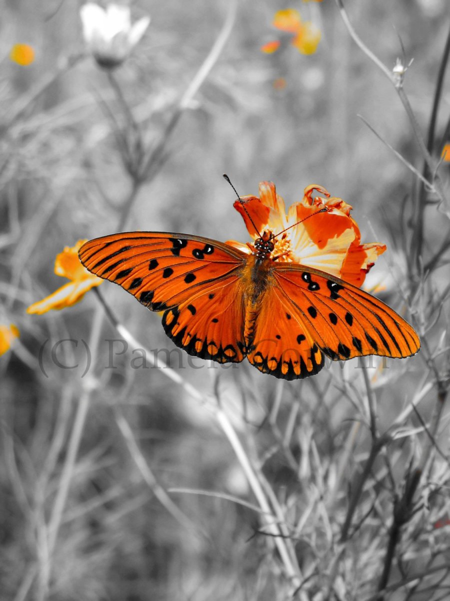 Прекрасная бабочка