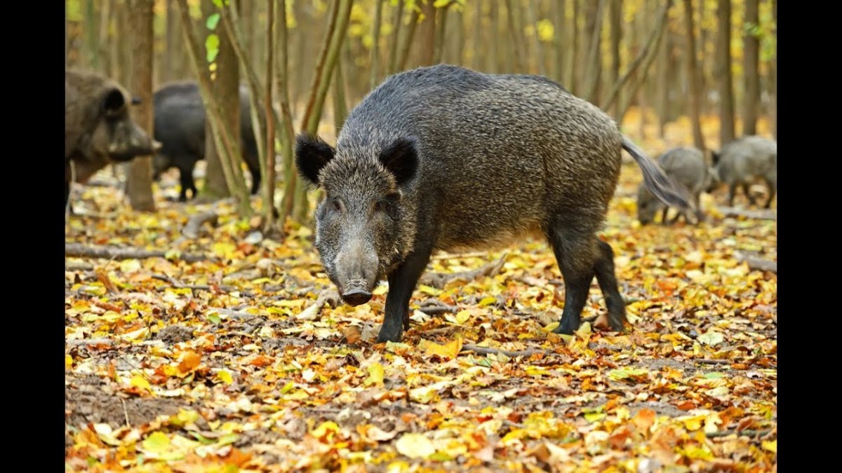 Кабан прыгает