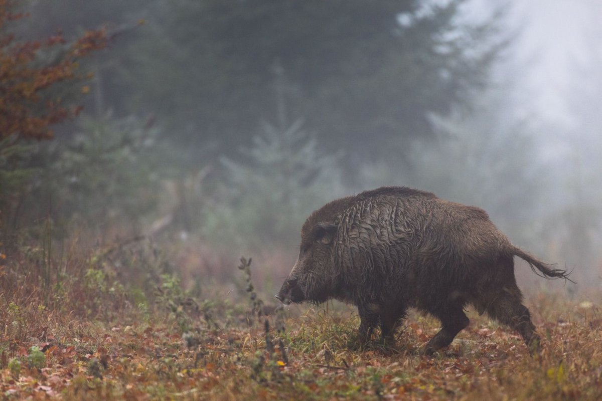 Дикие кабаны» (Wild Hogs)