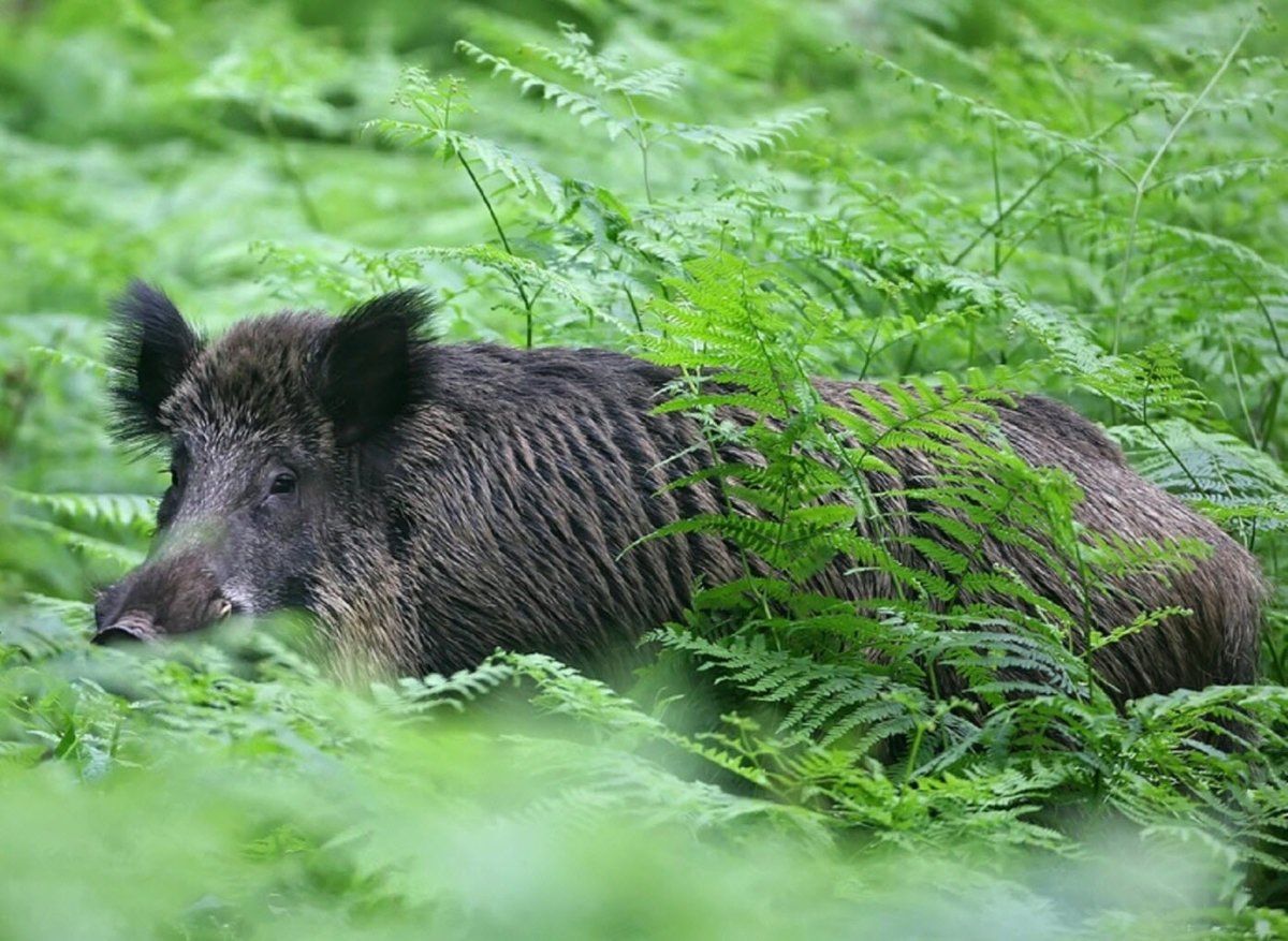 Роль кабана в природе