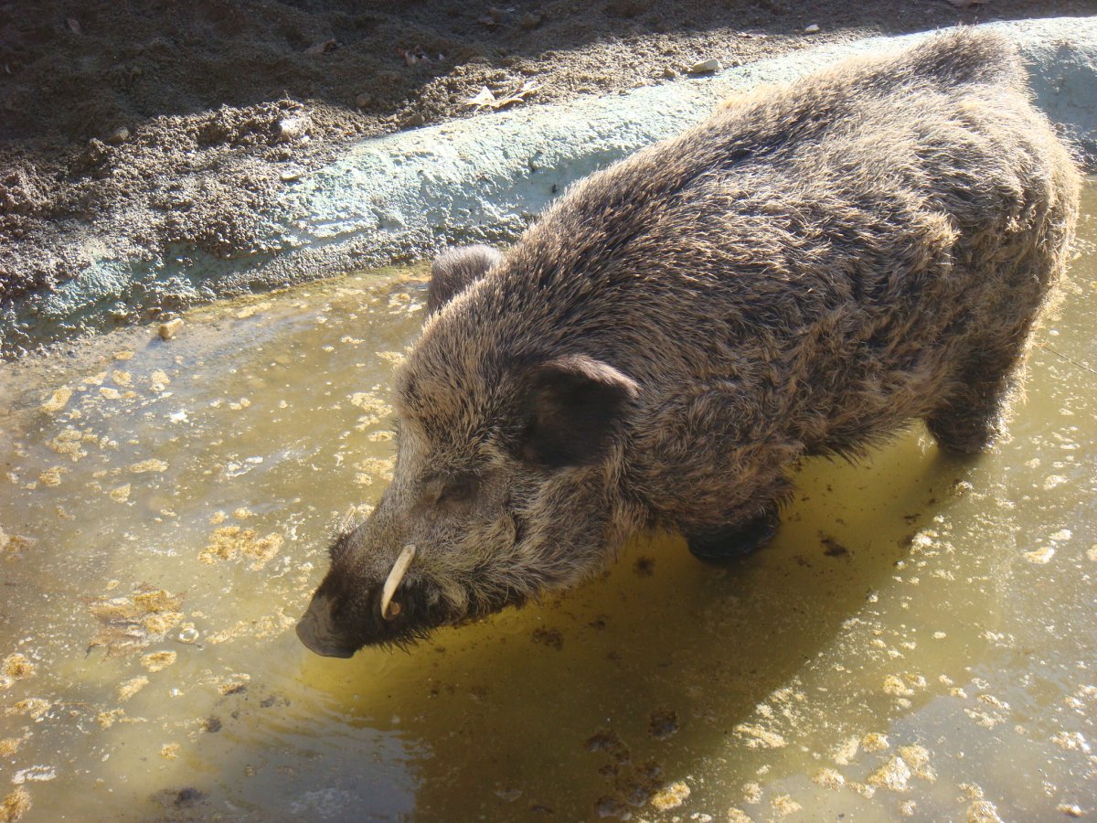 Кабан бородавочник