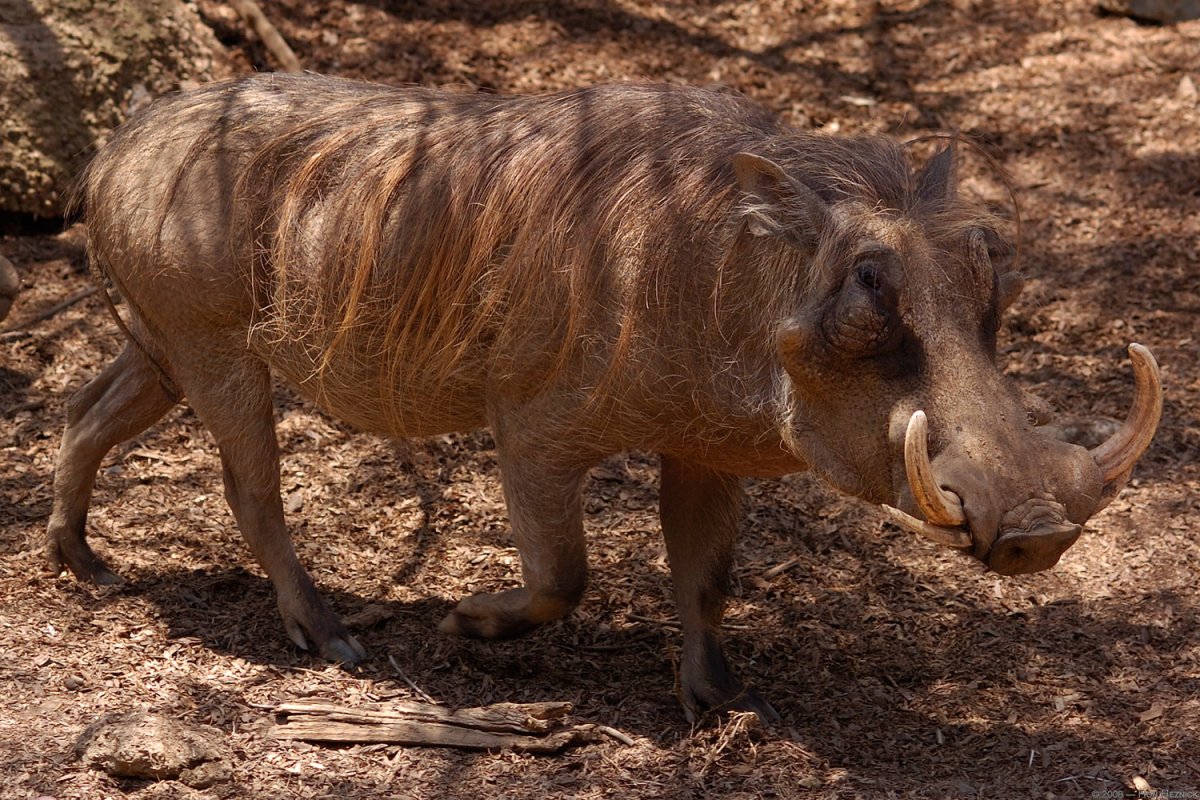 Африканский бородавочник Пумба