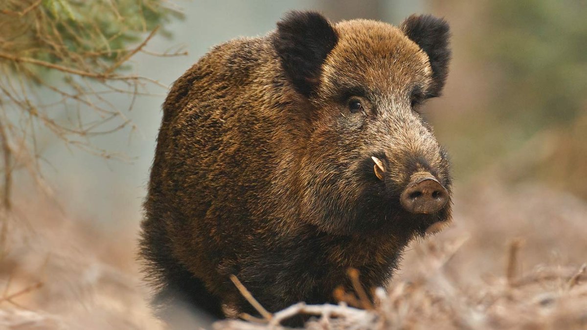 Пятнистый кабанчик