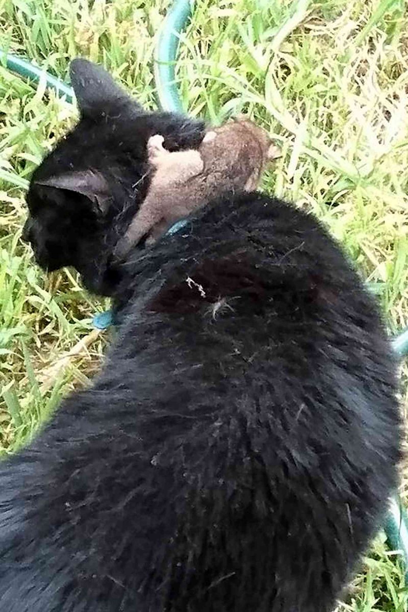 Рингтейл черный