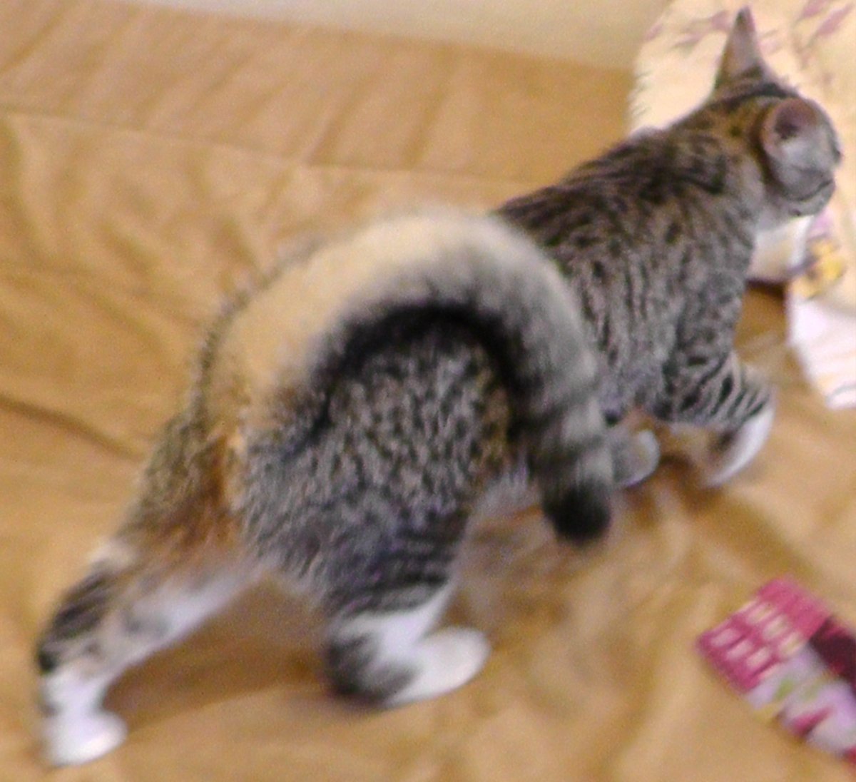 Рингтейл (кольцехвостая кошка)