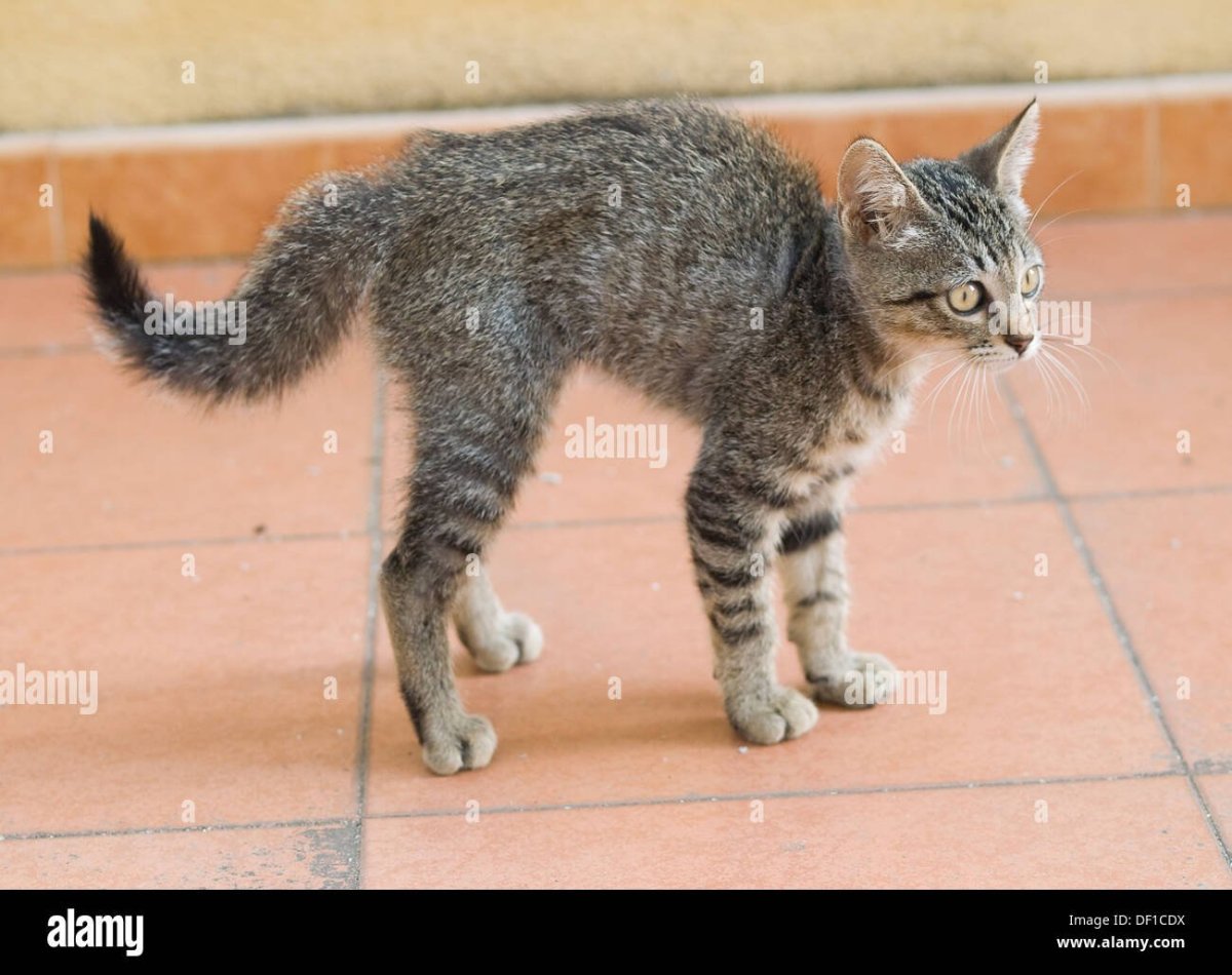 Кошка с загнутым хвостом