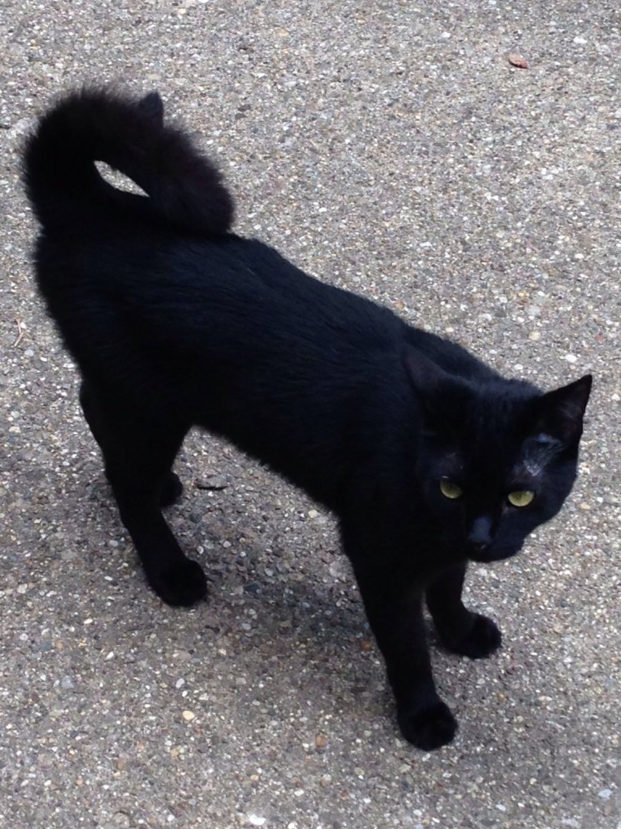 Порода рингтейл