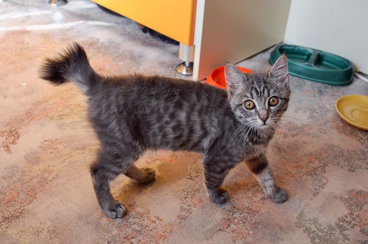 Шантильи Тиффани кошка