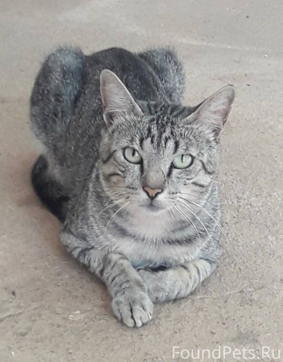 Азиатская табби кошка серая