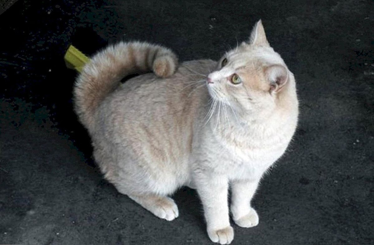 Американский ренгтгейла