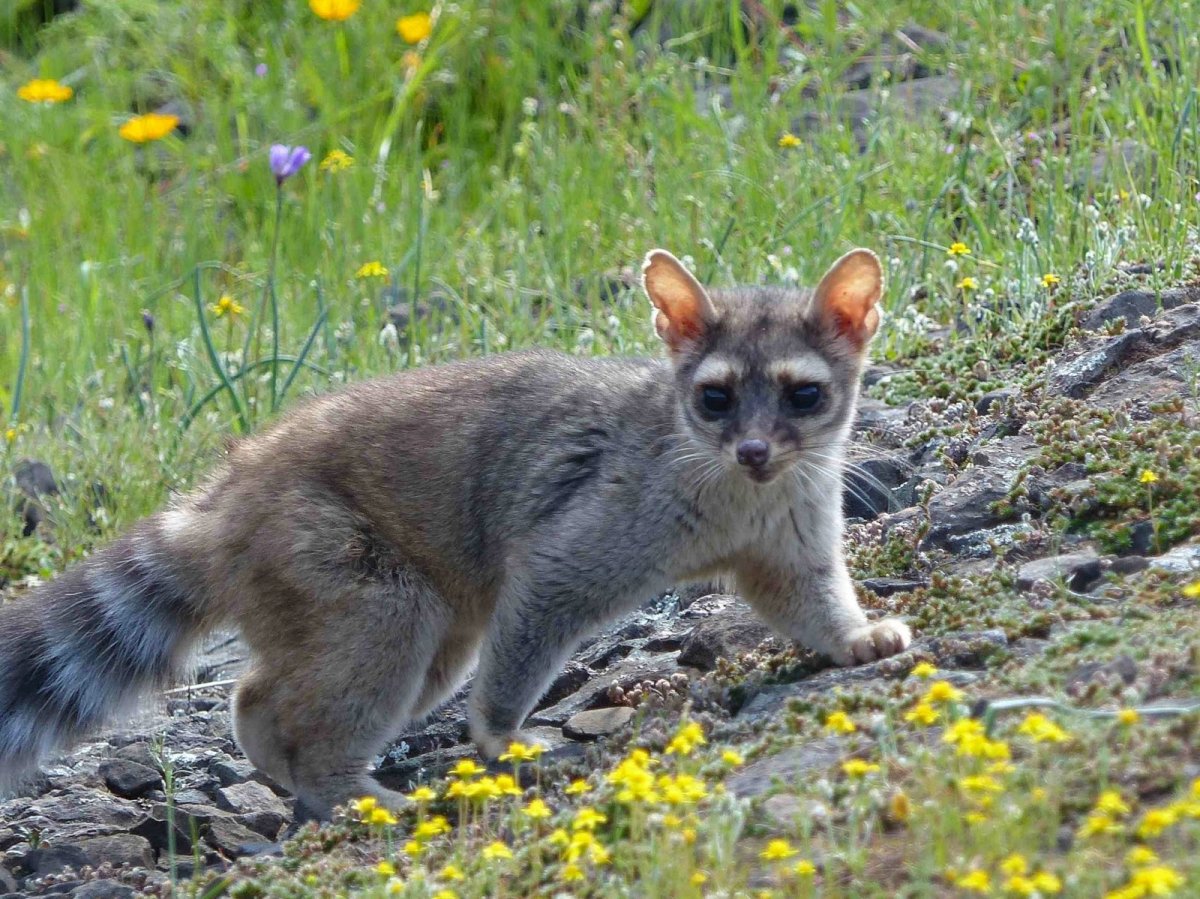 Ring tailed Cat