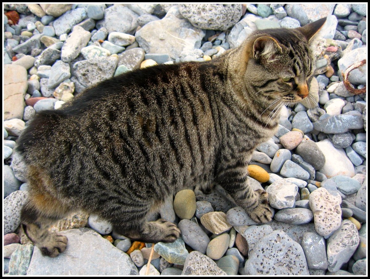 Бесхвостые кошки Мэнкс