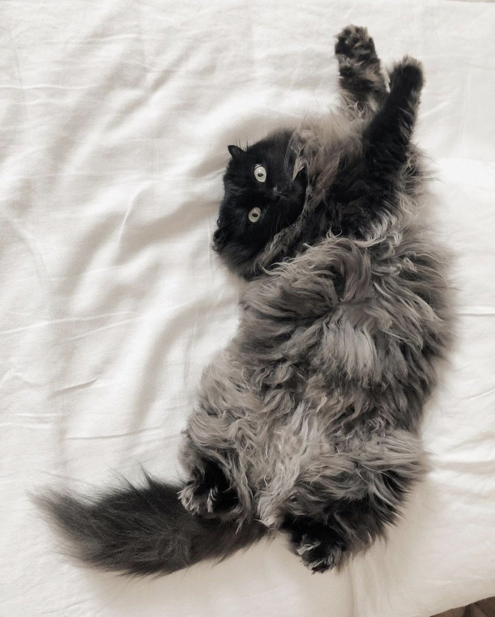 Котенок потягивается