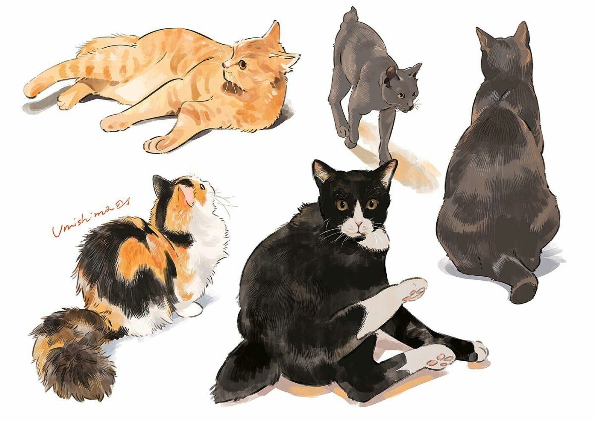 Кошки в разных позах