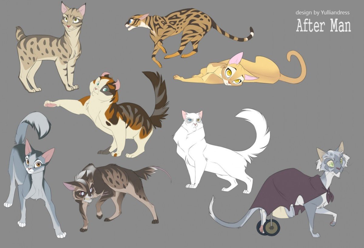 Кошка референс коты Воители