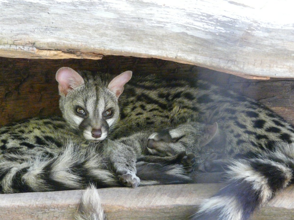 Лесная генетта