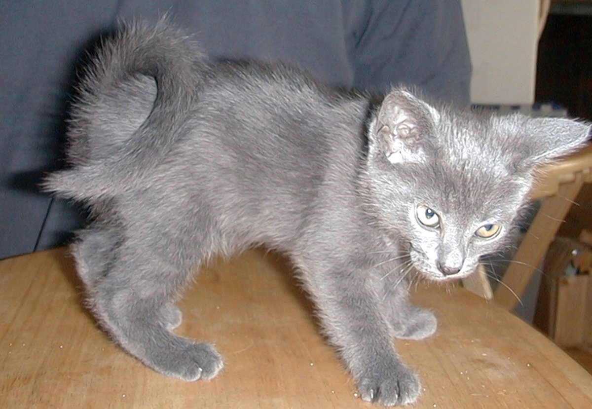 Длинношерстный рингтейл.