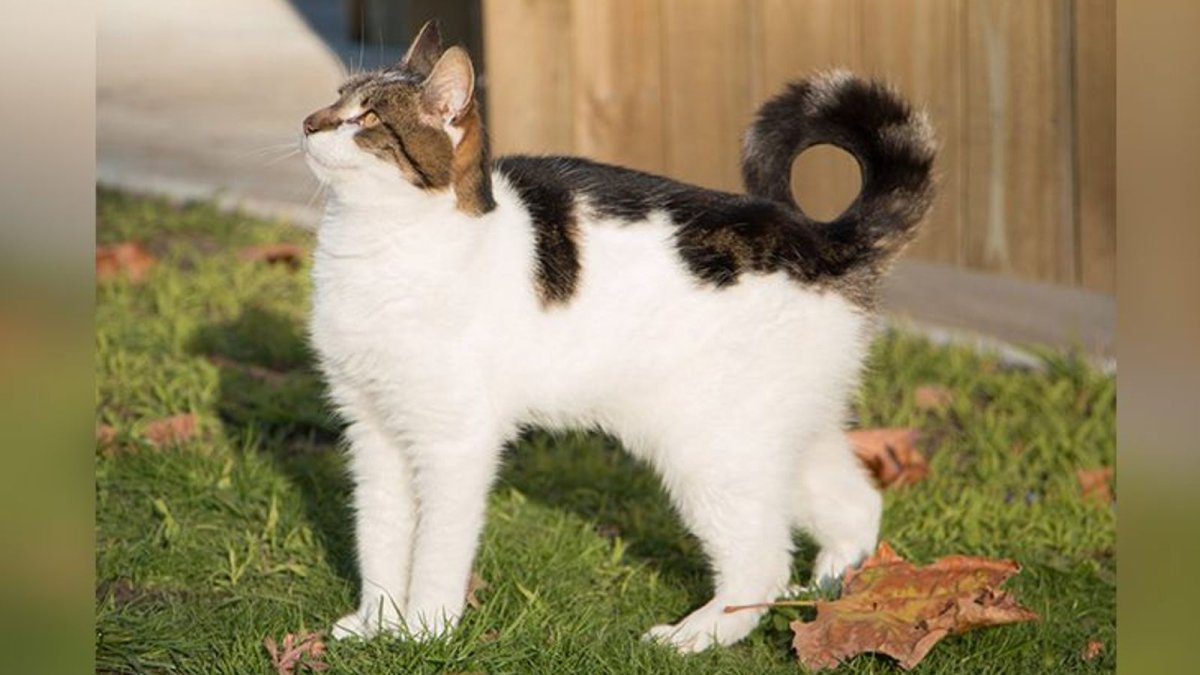 Американский рингтейл кольцехвостая