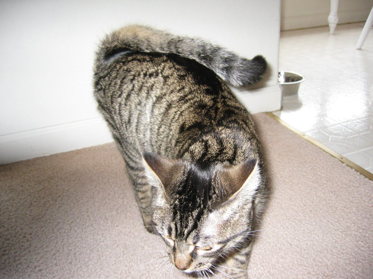 Американский рингтейл