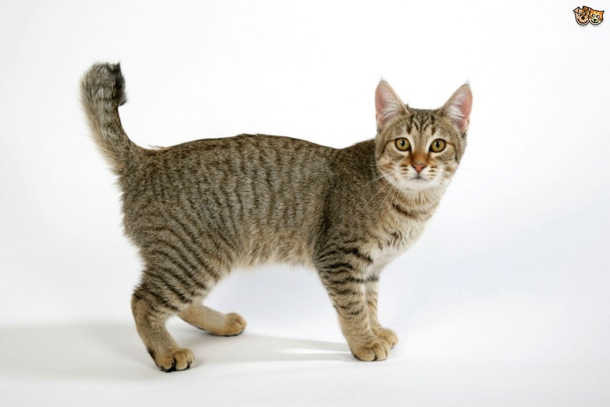 Американский бобтейл (Пикси Боб)