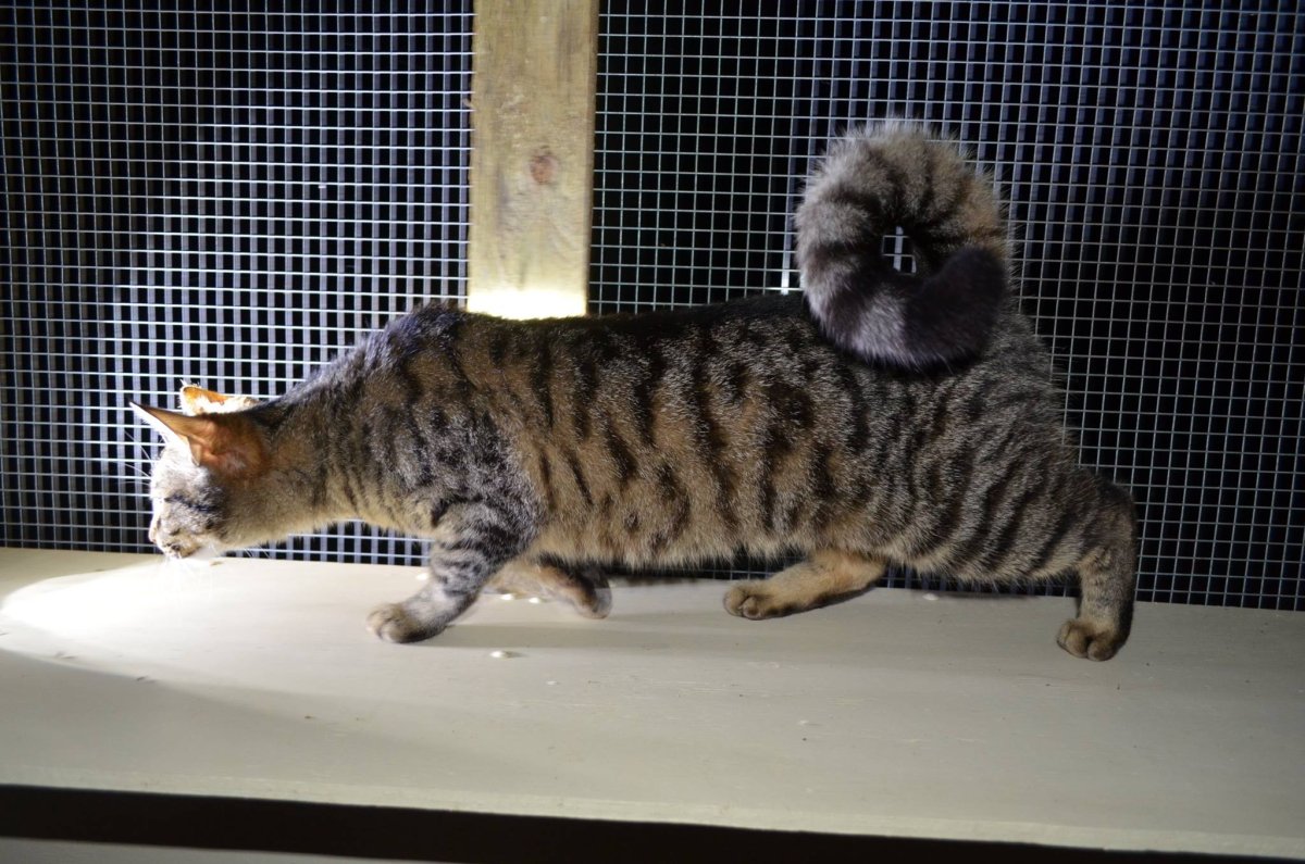 Американский рингтейл