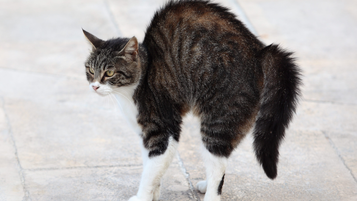 Котенок выгибает спину