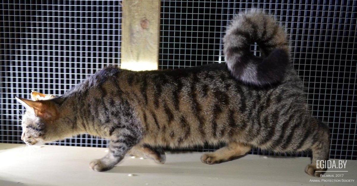 Рингтейл кошка