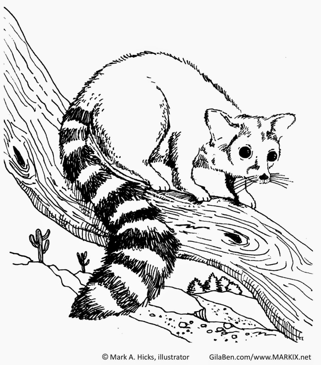 Рингтейл раскраска