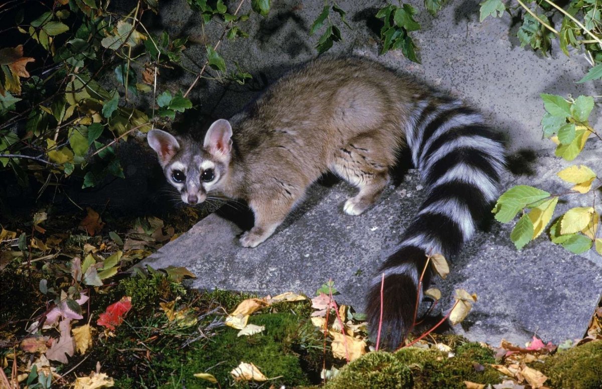 Кошка Аризона фото