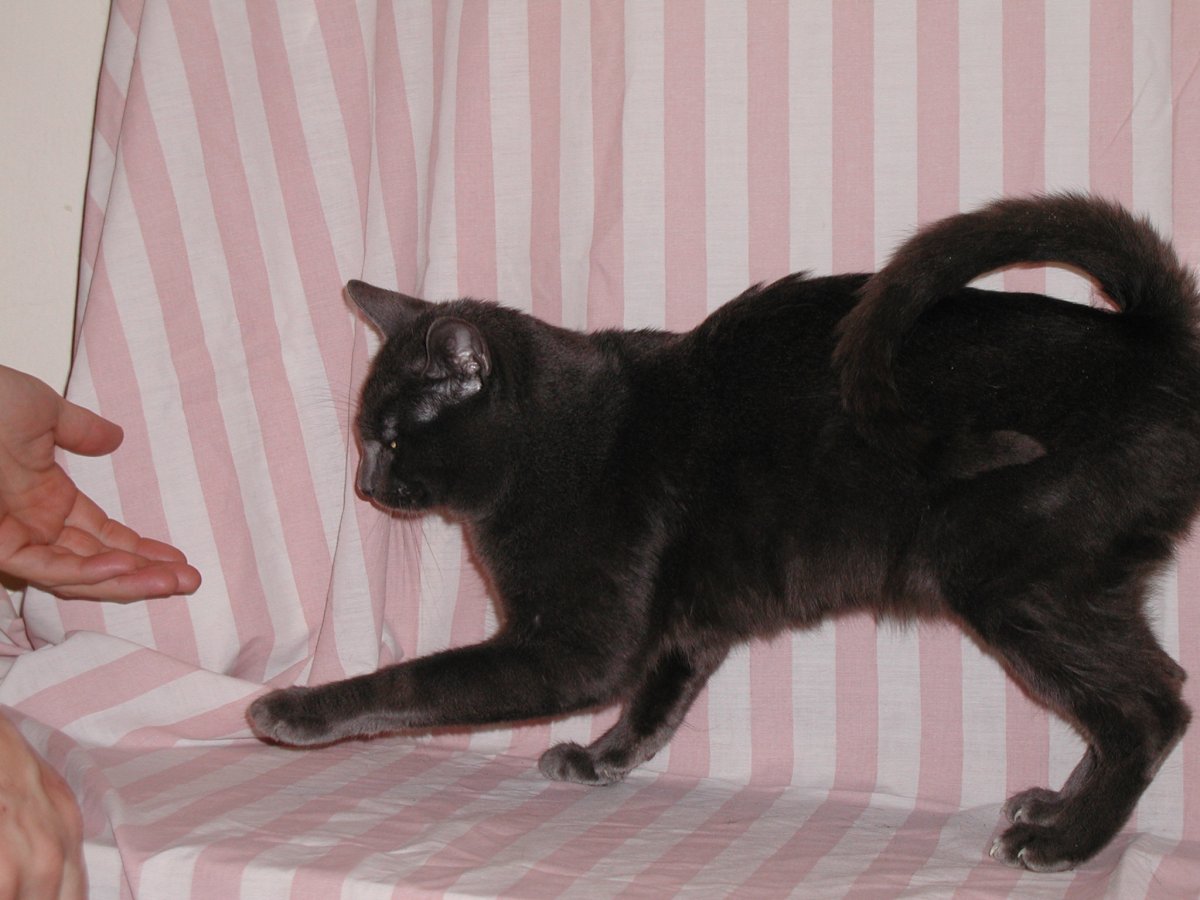 Коты Воители арт референс