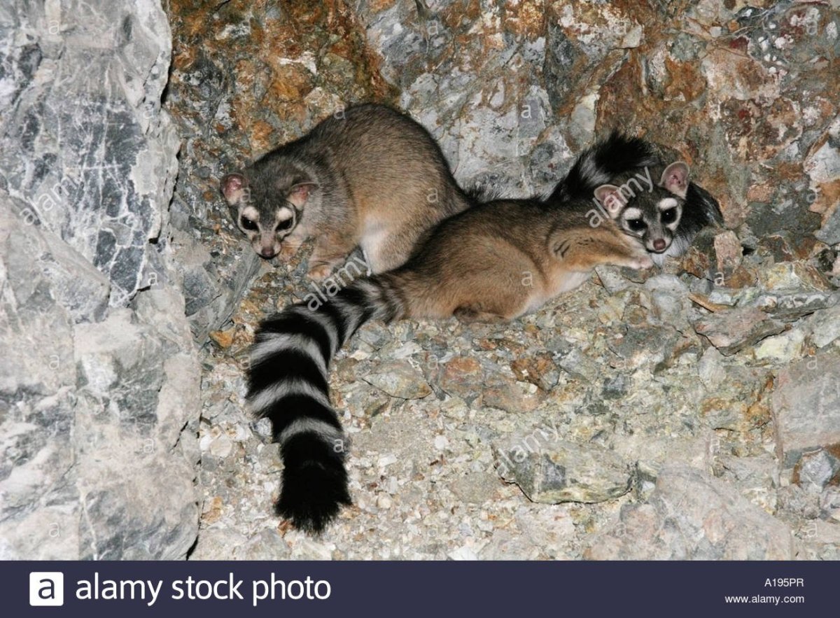 Североамериканский какомицли белый