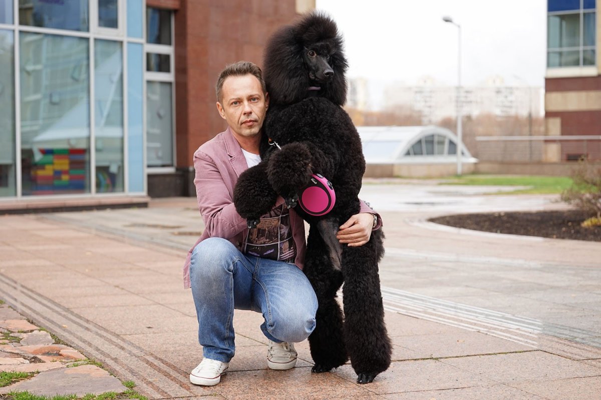 Королевский пудель с человеком