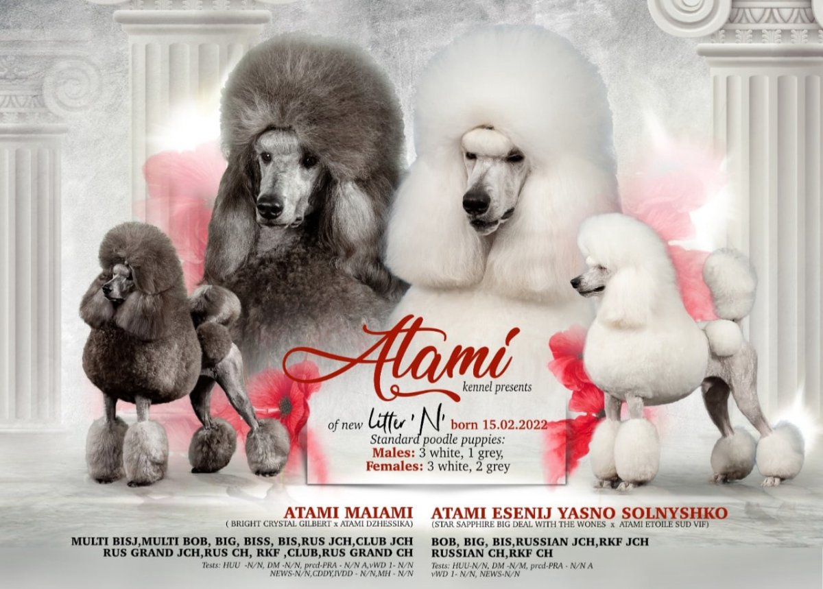 Королевский пудель Скандинавский Лев