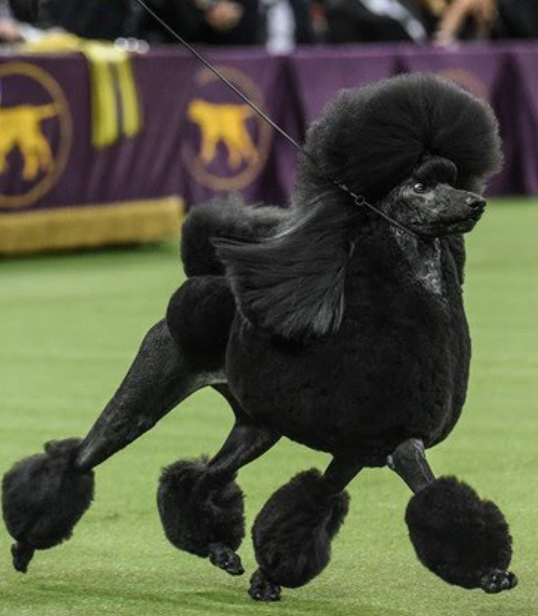 Королевский пудель серебро