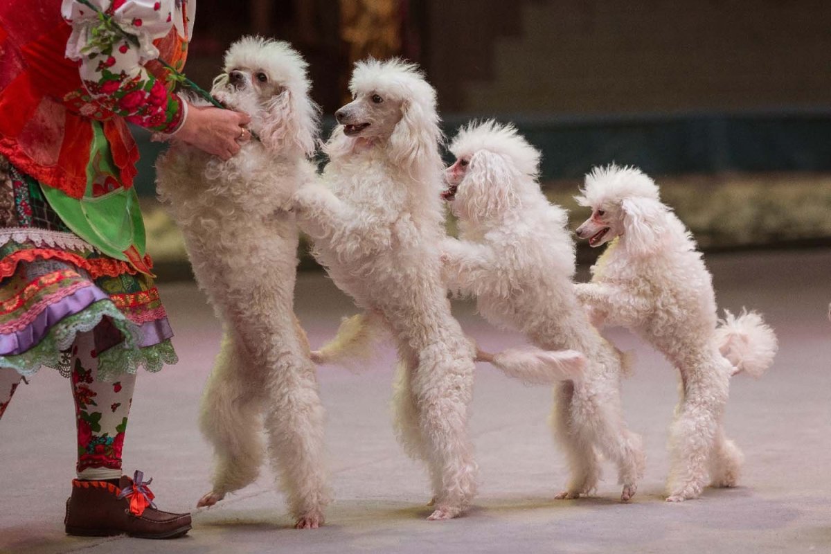 Карликовый пудель