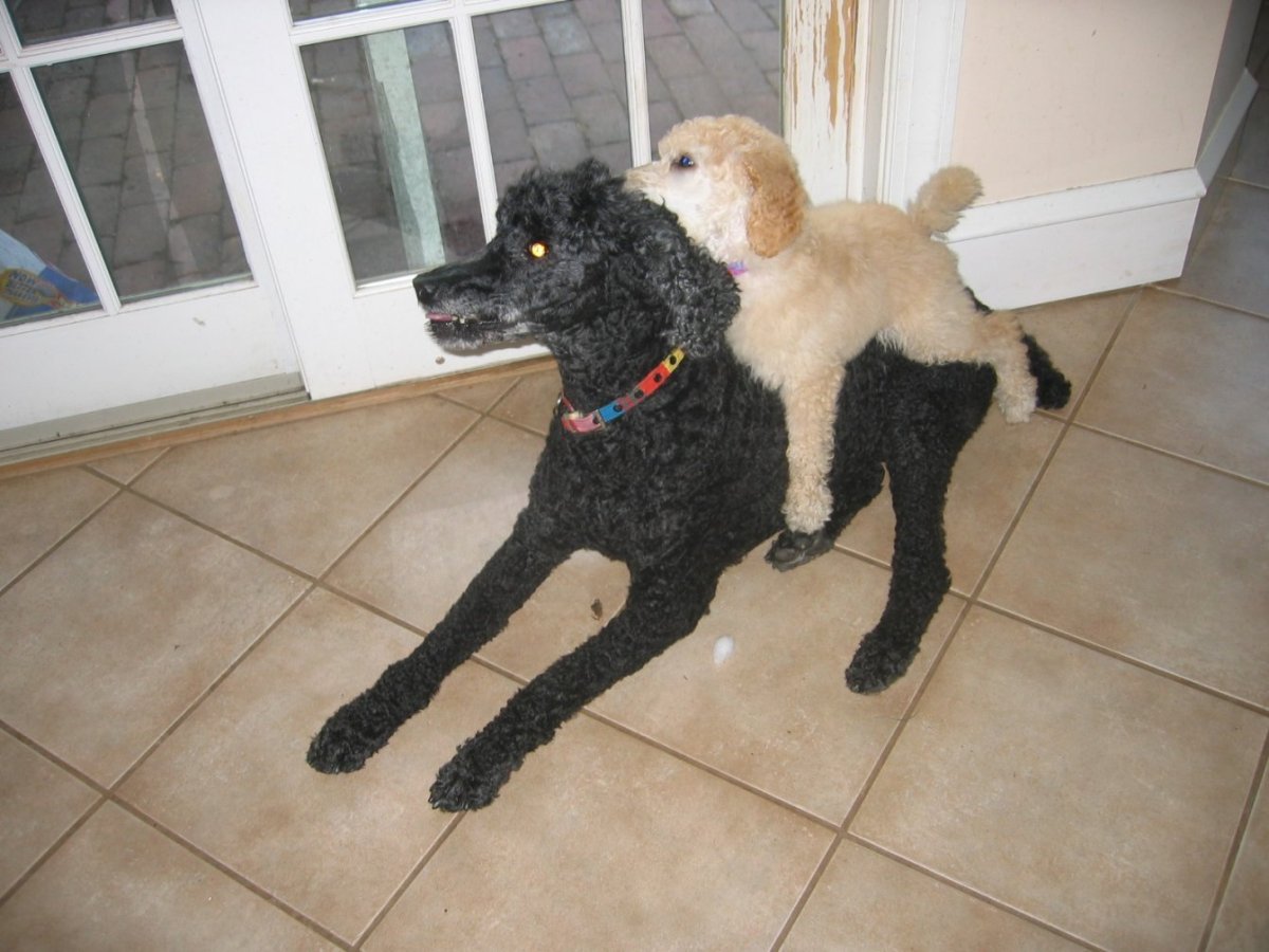 Девушка целует собаку