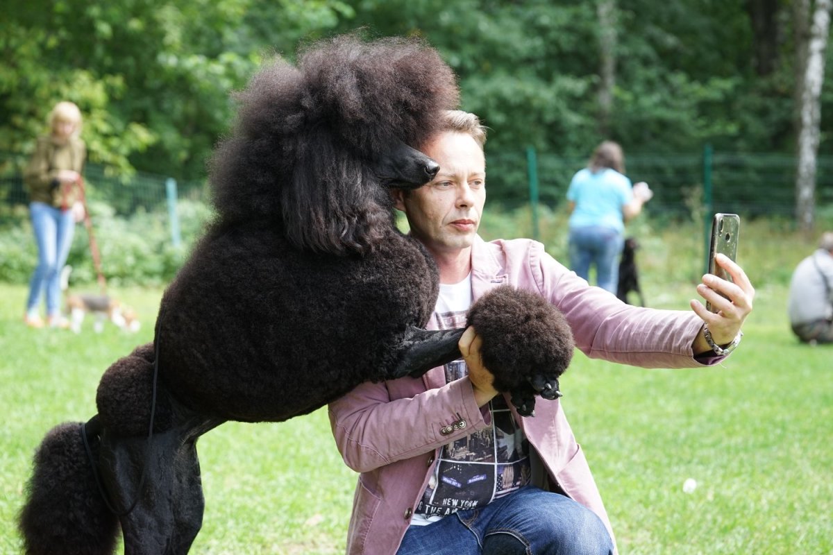 Пудель на белом фоне