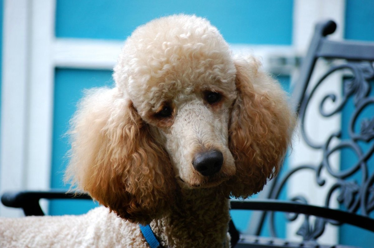 Пудель девочка