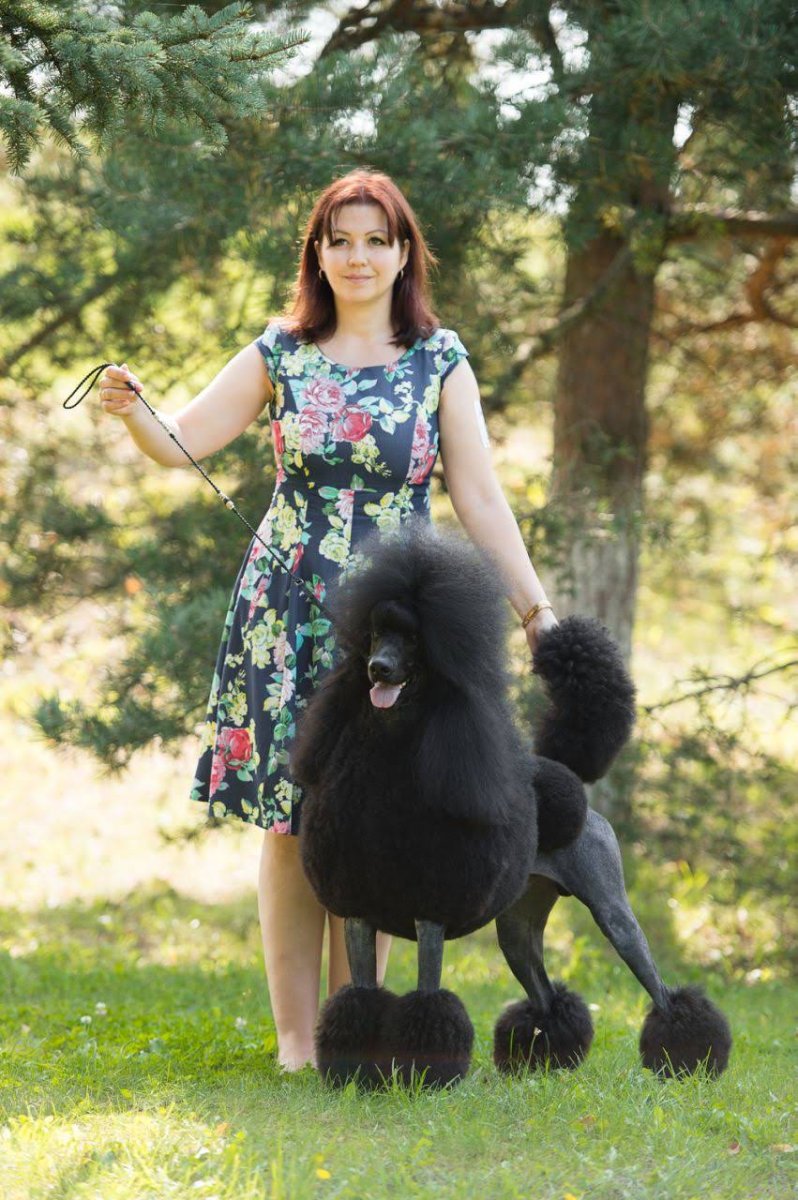 Королевский пудель окрасы