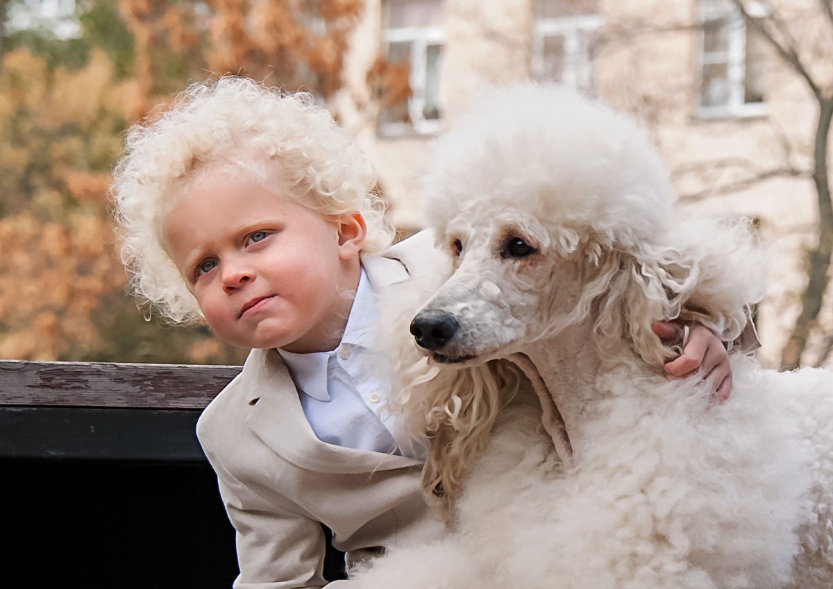 Белый Королевский пудель