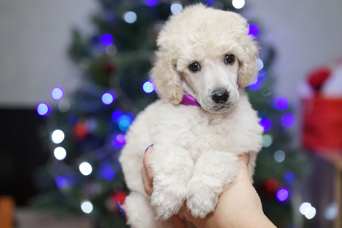 Королевский пудель выставка