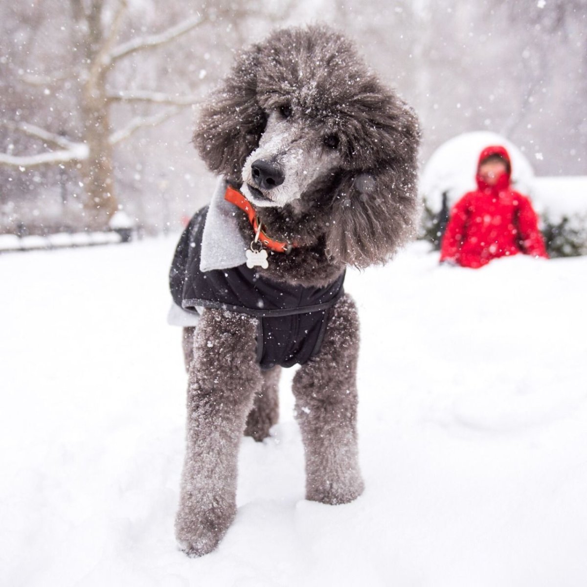 Грумминг пуделя