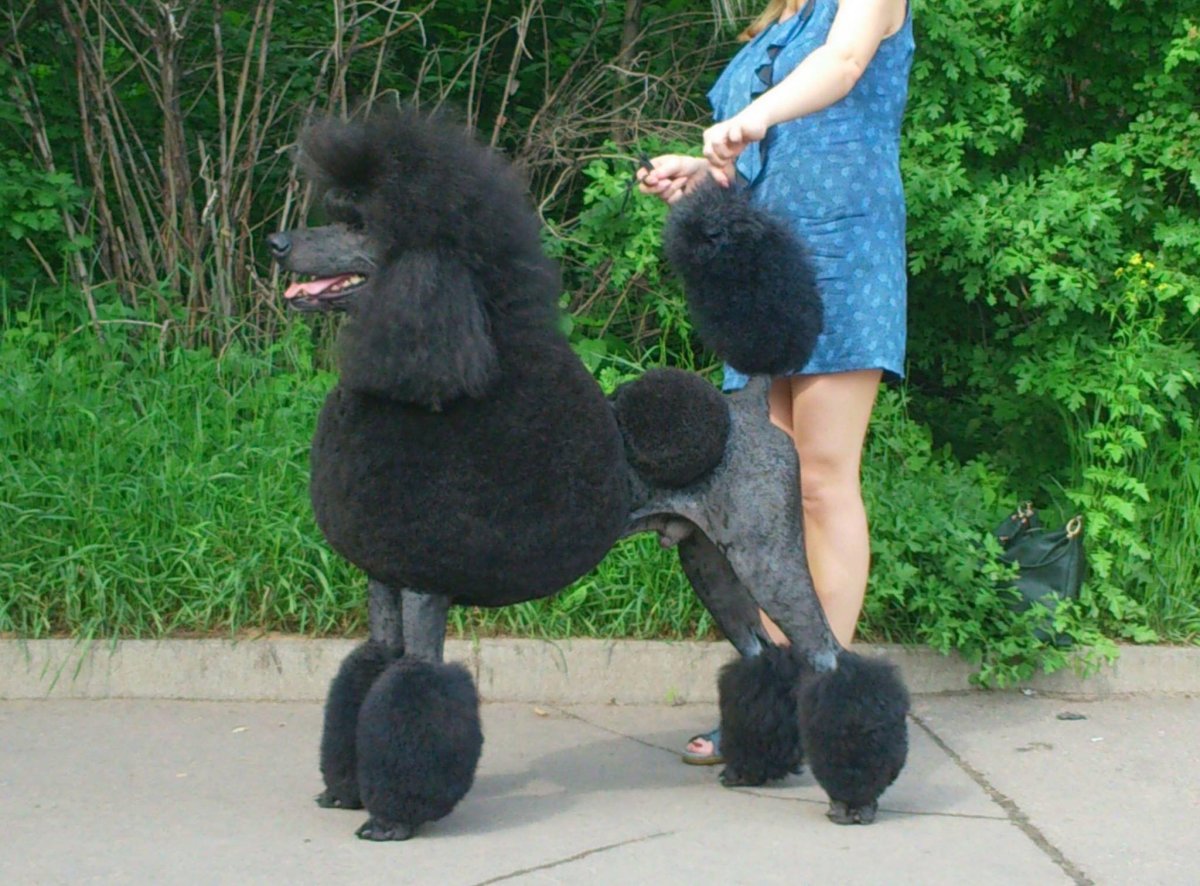 Королевский пудель девочка