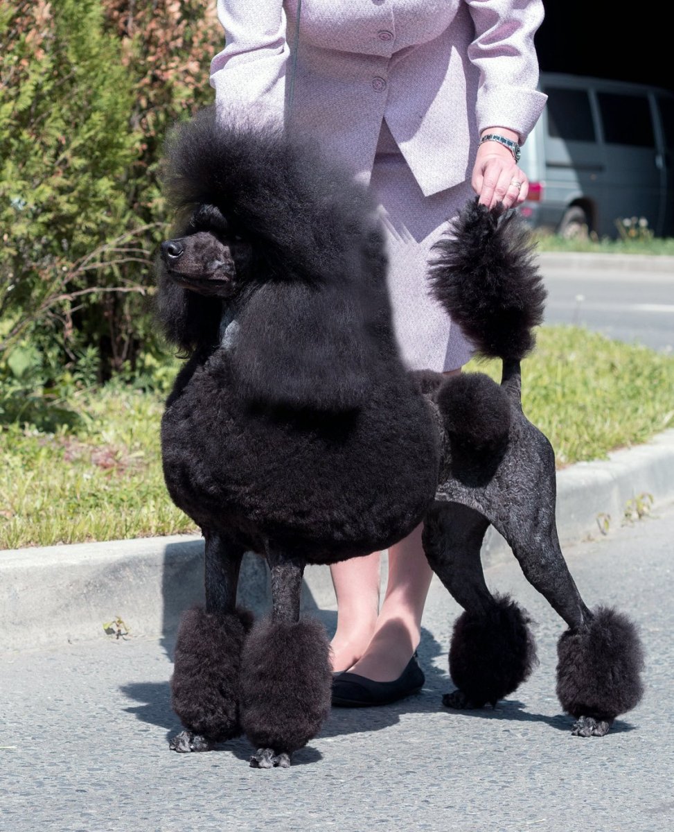 Разноцветные Пудели