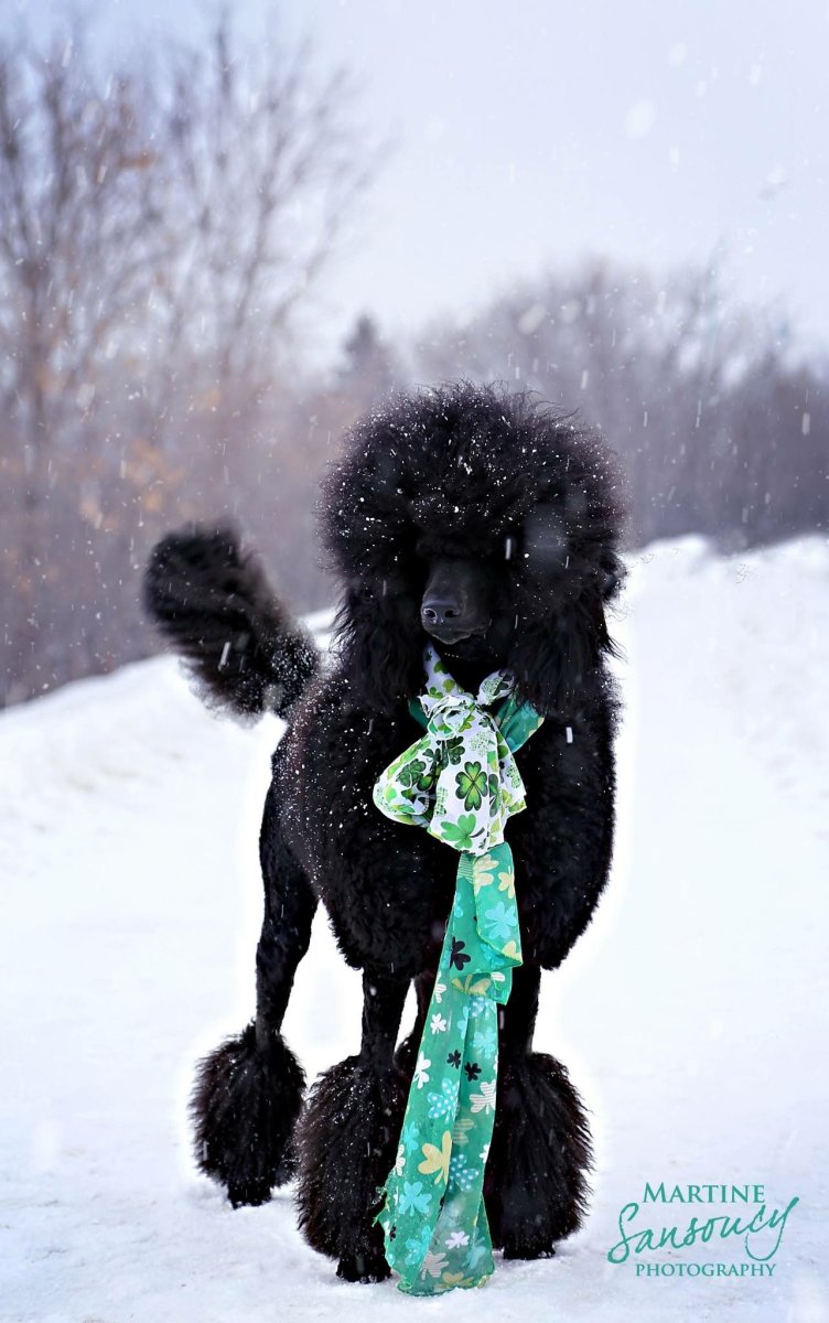 Сумеречный мир Лори Липтон