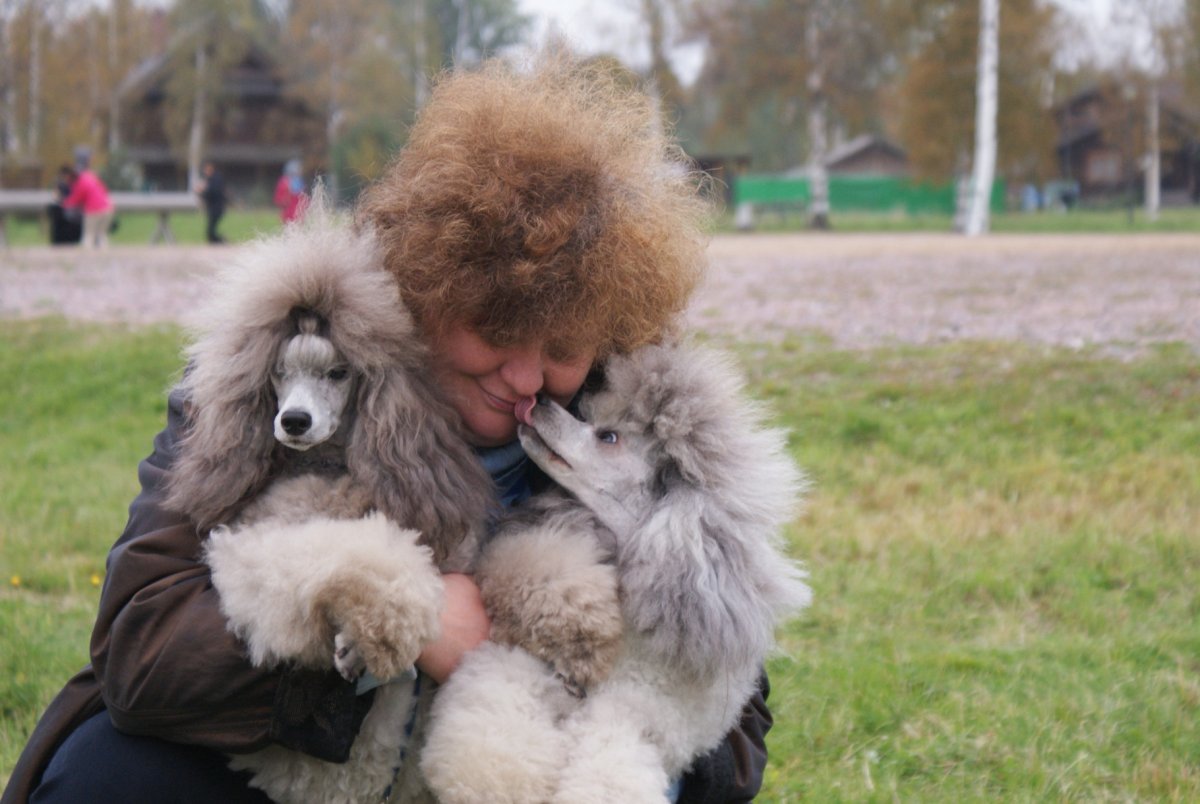 Королевский пудель японский